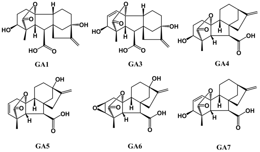 Acid Gibberellic